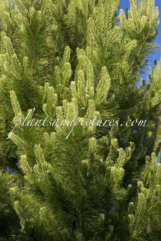 Pinus radiata ‘Liz’