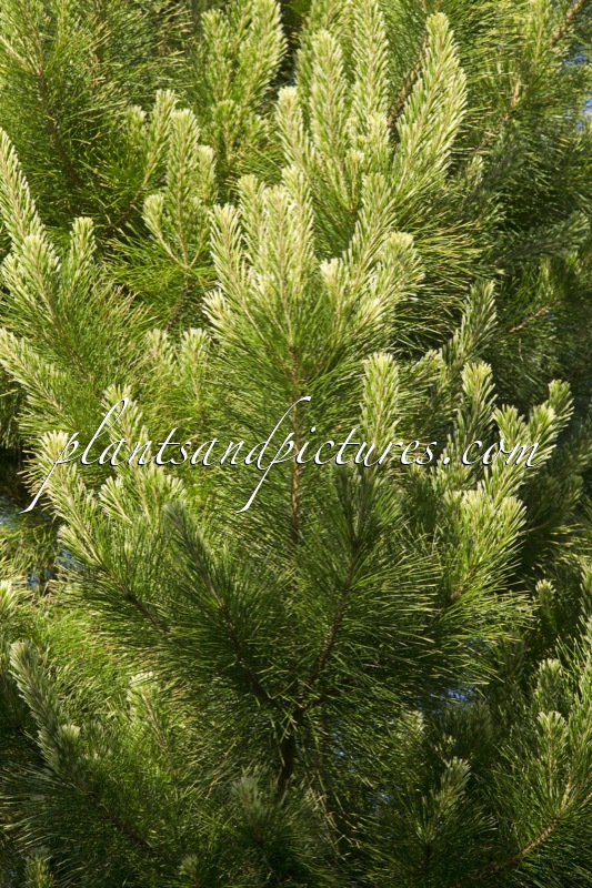 Pinus radiata ‘Liz’