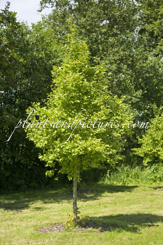 Alnus incana ‘Aurea’