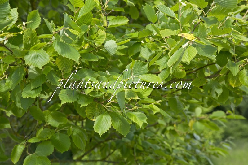 Alnus incana ‘Aurea’