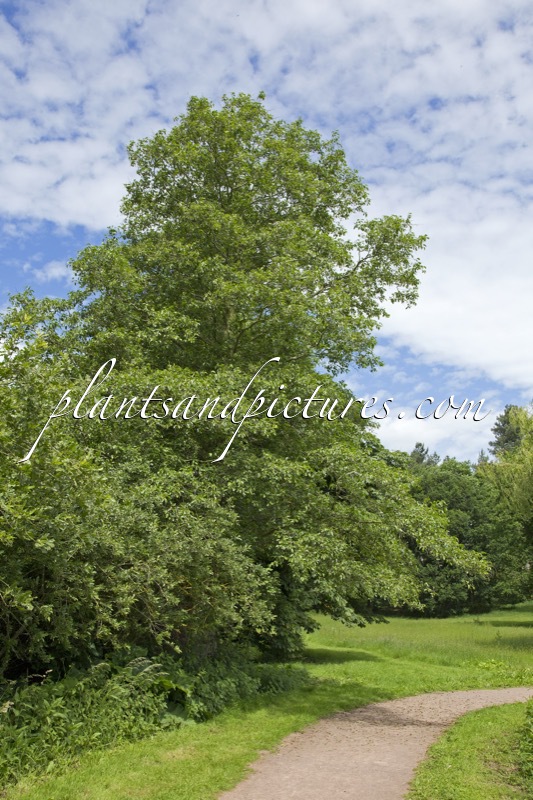 Alnus orientalis