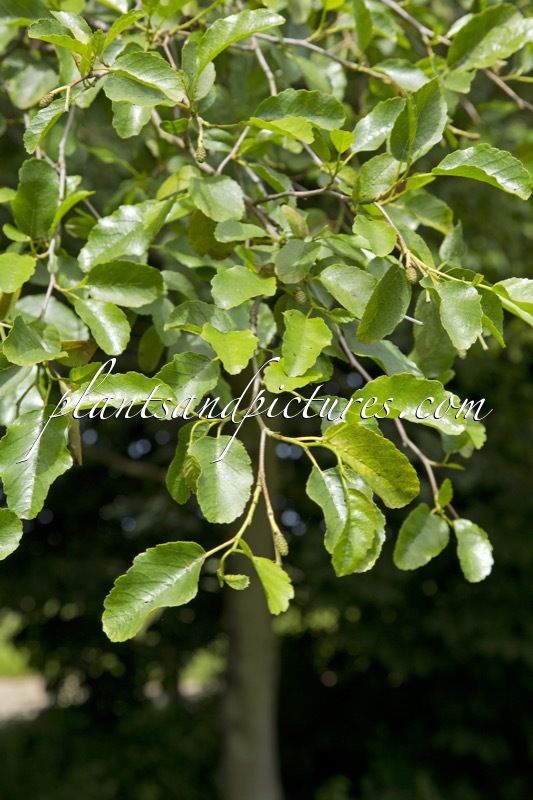 Alnus orientalis