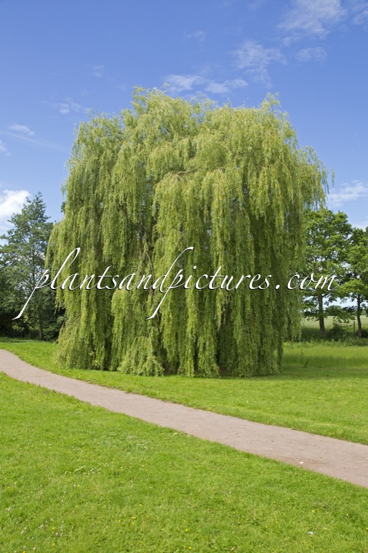 Salix sepulcralis ‘Chrysocoma’