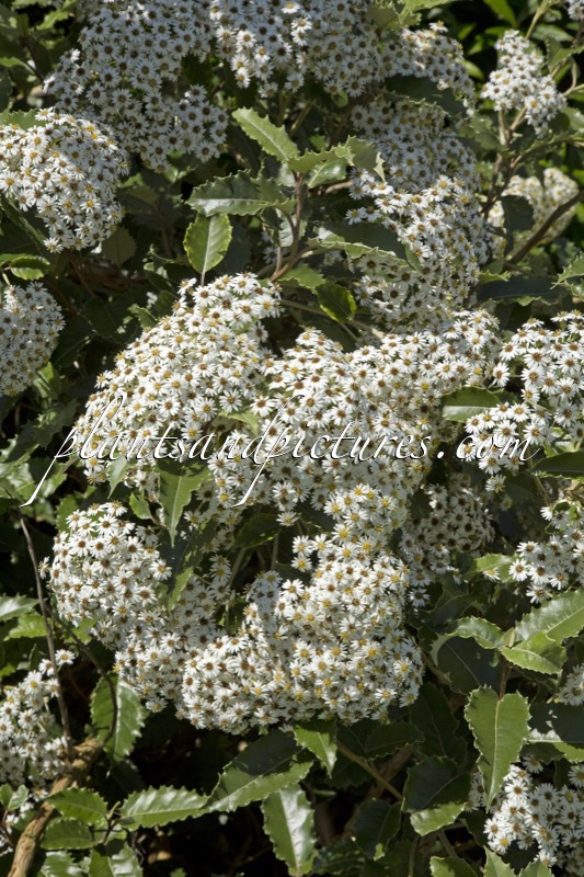 Olearia macrodonta