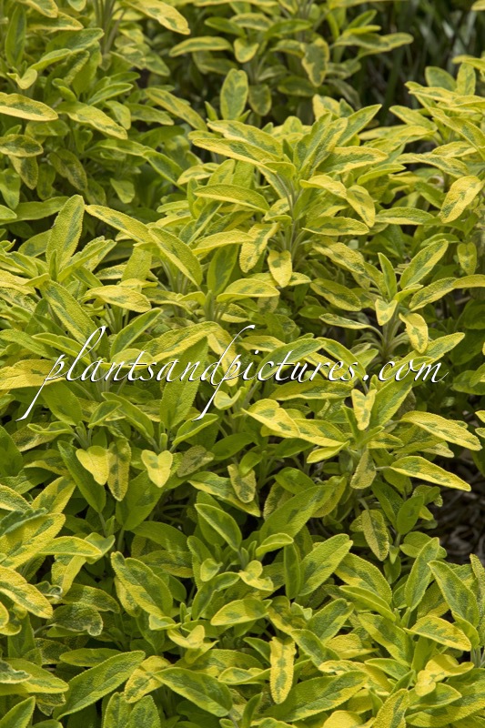 Salvia officinalis ‘Icterina’