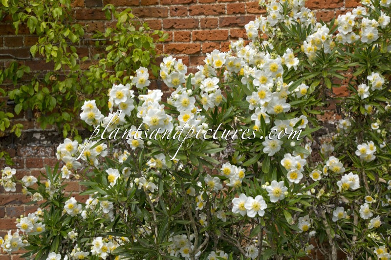 Carpenteria californica