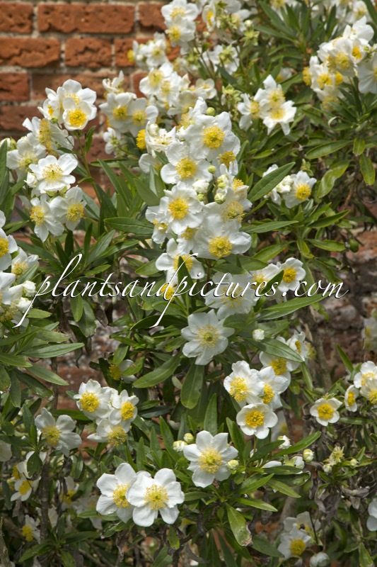 Carpenteria californica