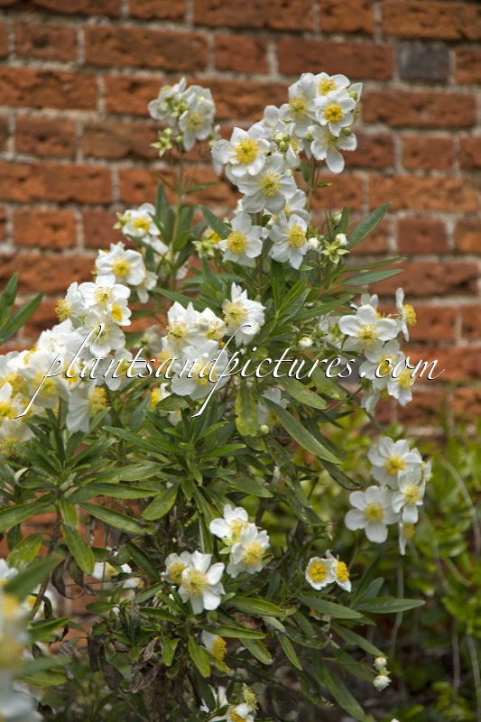 Carpenteria californica