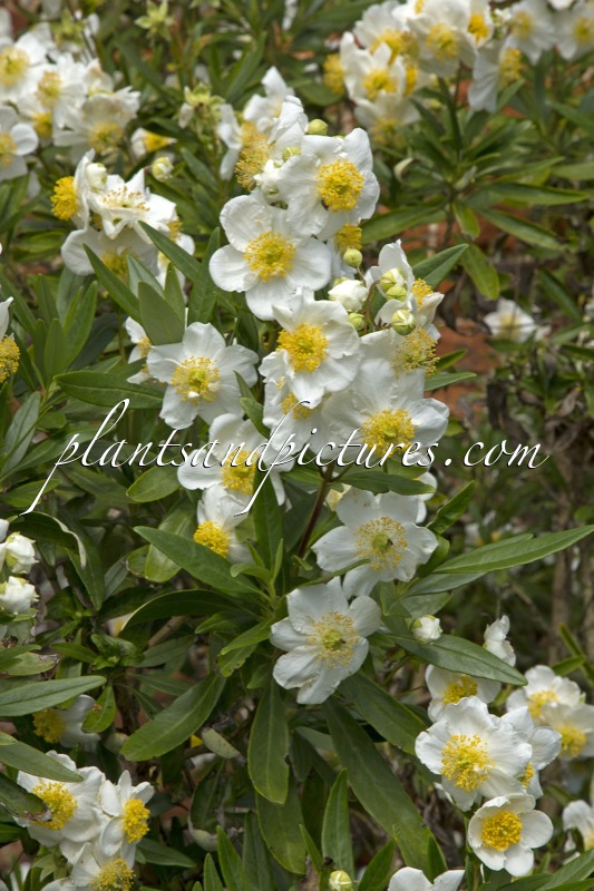 Carpenteria californica