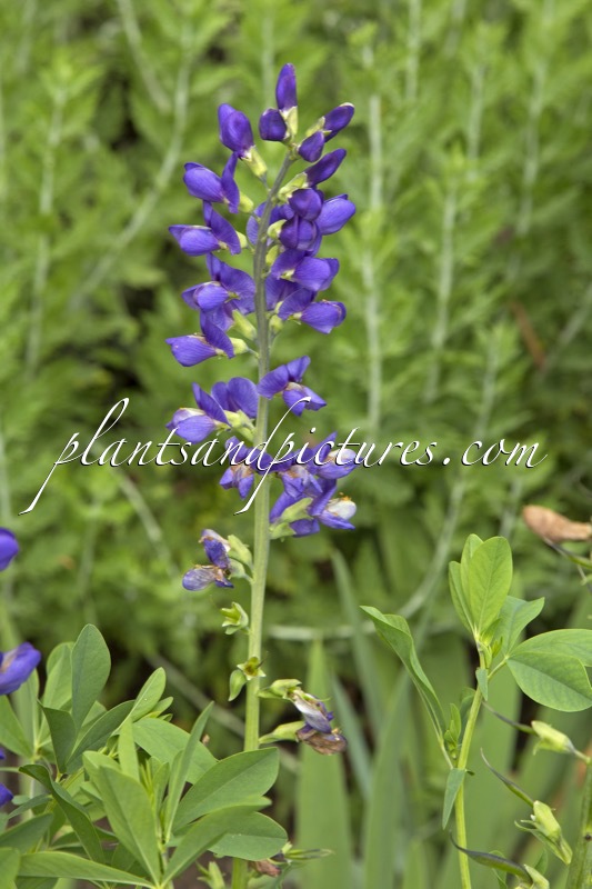Baptisia australis