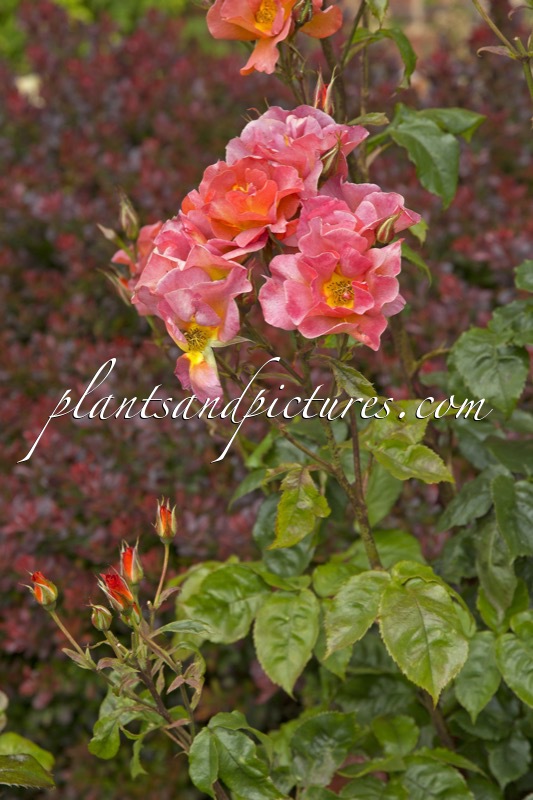 Rosa ‘Chewhold’ (EDITH HOLDEN)