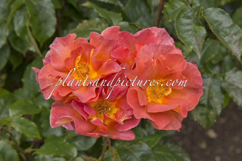 Rosa ‘Chewhold’ (EDITH HOLDEN)