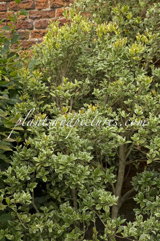 Osmanthus heterophyllus ‘Variegatus’