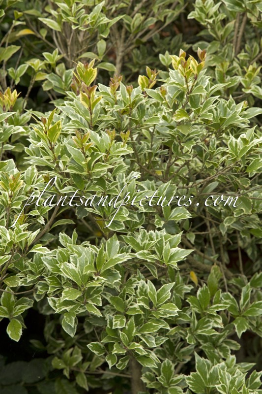 Osmanthus heterophyllus ‘Variegatus’