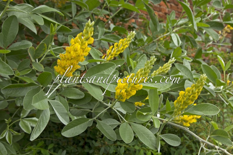 Argyrocytisus battandieri