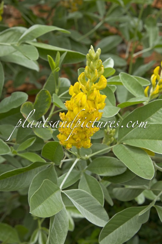 Argyrocytisus battandieri