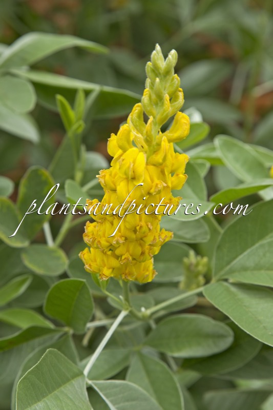 Argyrocytisus battandieri