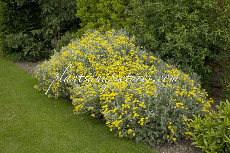 Brachyglottis ‘Sunshine’