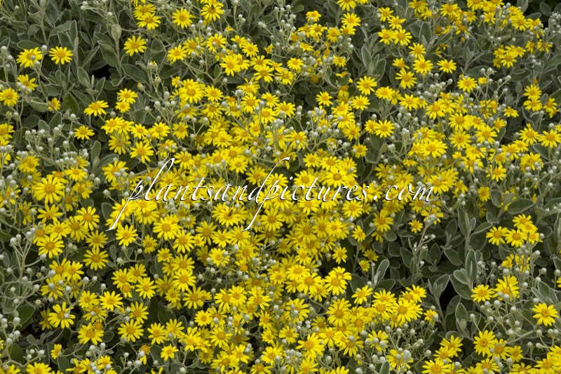 Brachyglottis ‘Sunshine’