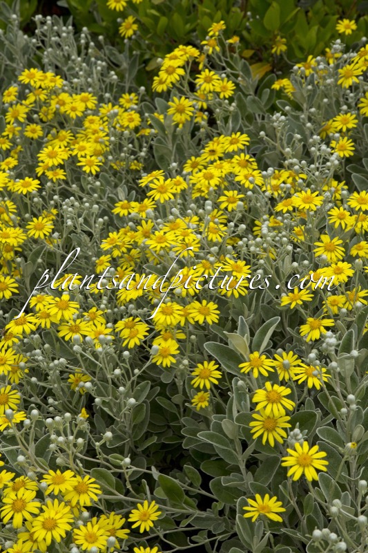Brachyglottis ‘Sunshine’