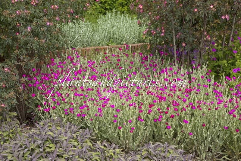 Lychnis coronaria