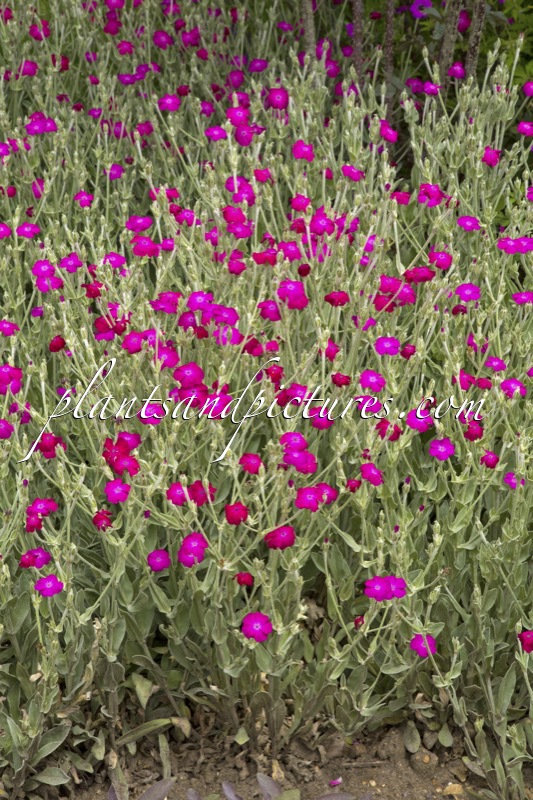Lychnis coronaria