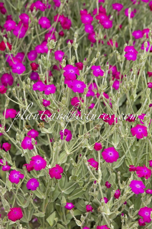 Lychnis coronaria