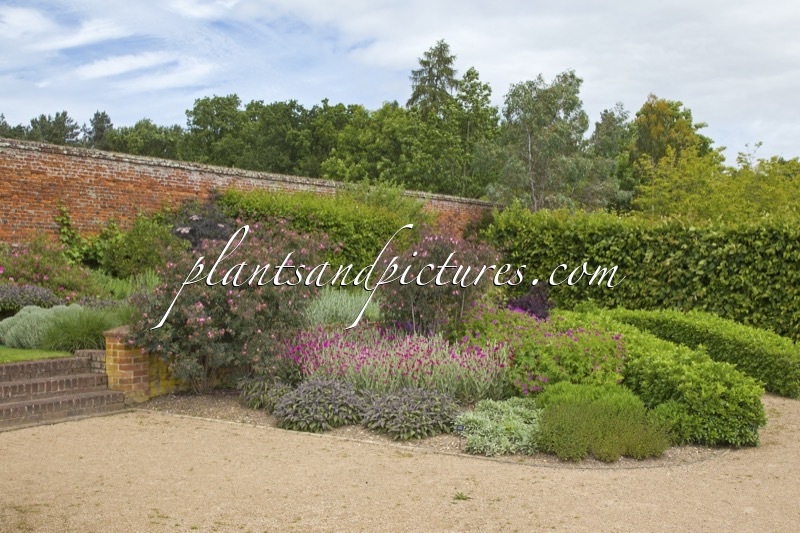 Rosa glauca (+Lychnis coronaria)