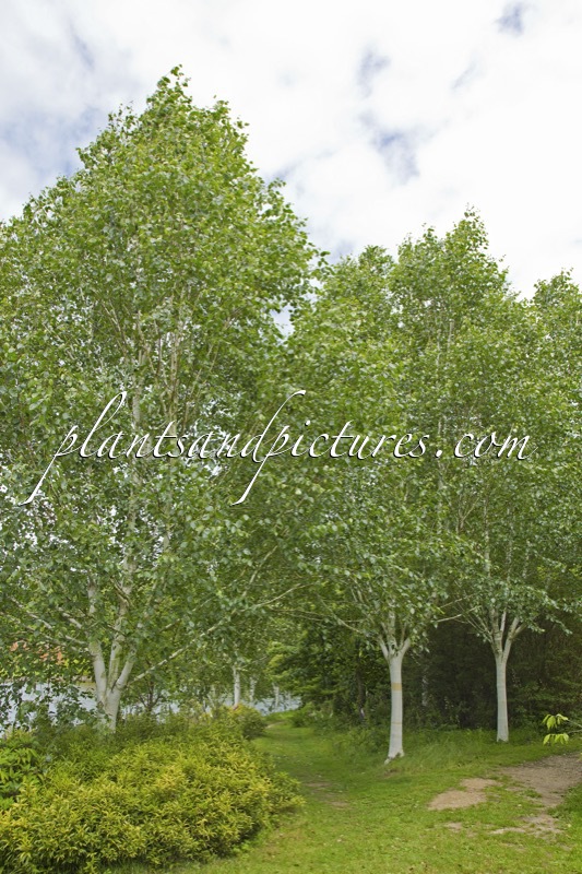 Betula utilis ‘Doorenbos’