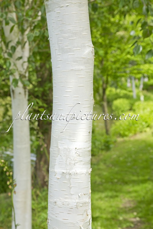 Betula utilis ‘Doorenbos’
