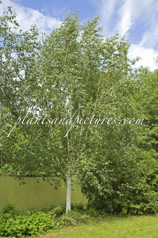 Betula utilis ‘Doorenbos’