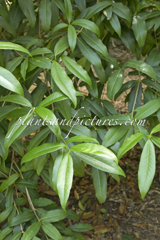 Osmanthus yunnanensis