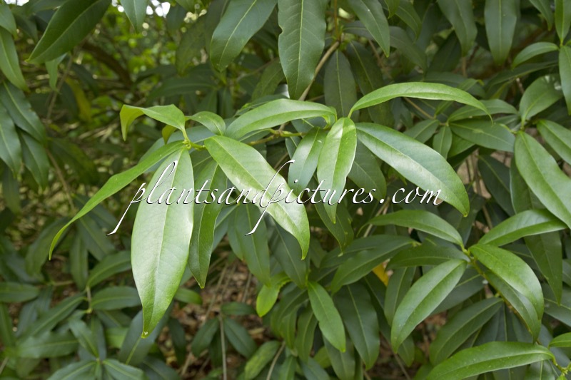 Osmanthus yunnanensis