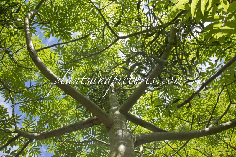 Viscum album