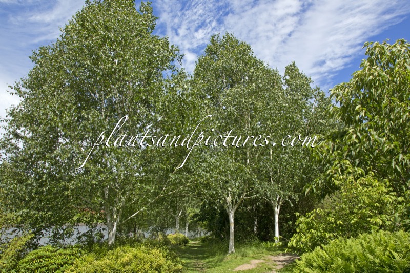 Betula utilis ‘Doorenbos’