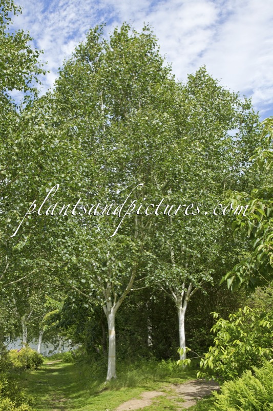 Betula utilis ‘Doorenbos’