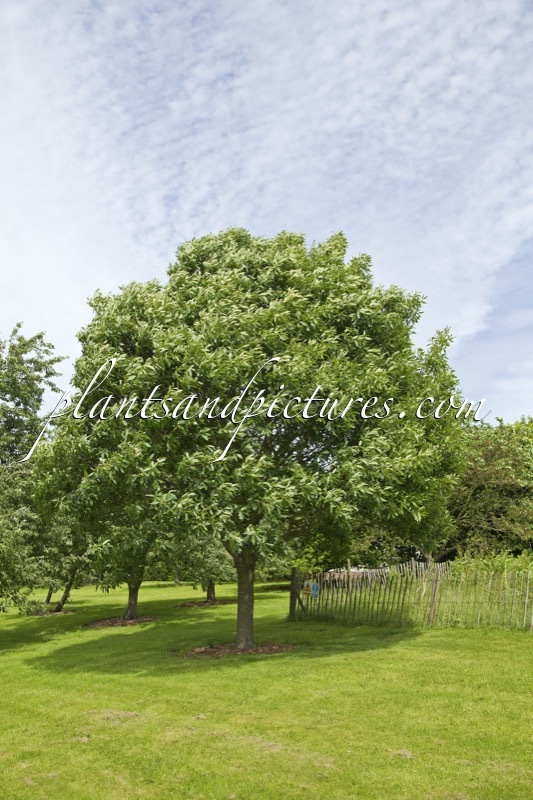 Quercus petraea ‘Mespilifolia’