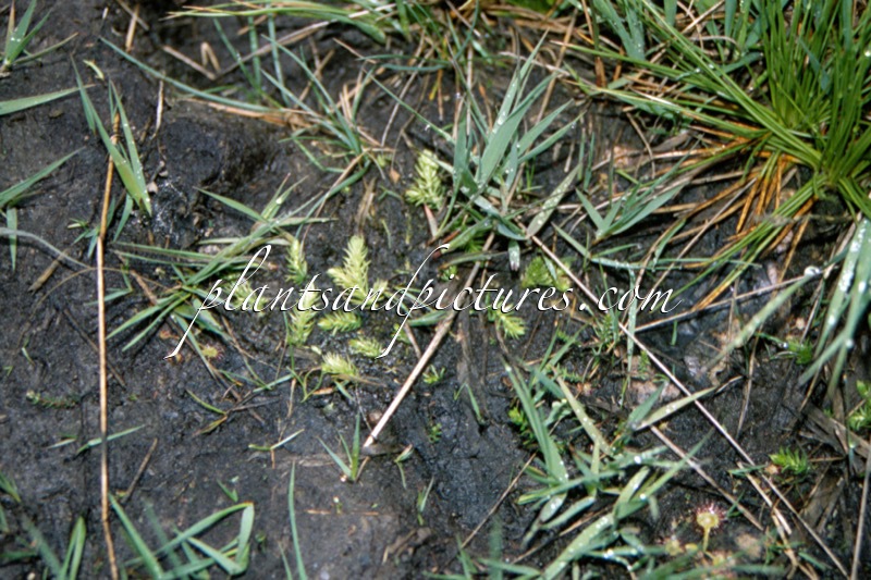 Lycopodium inundata
