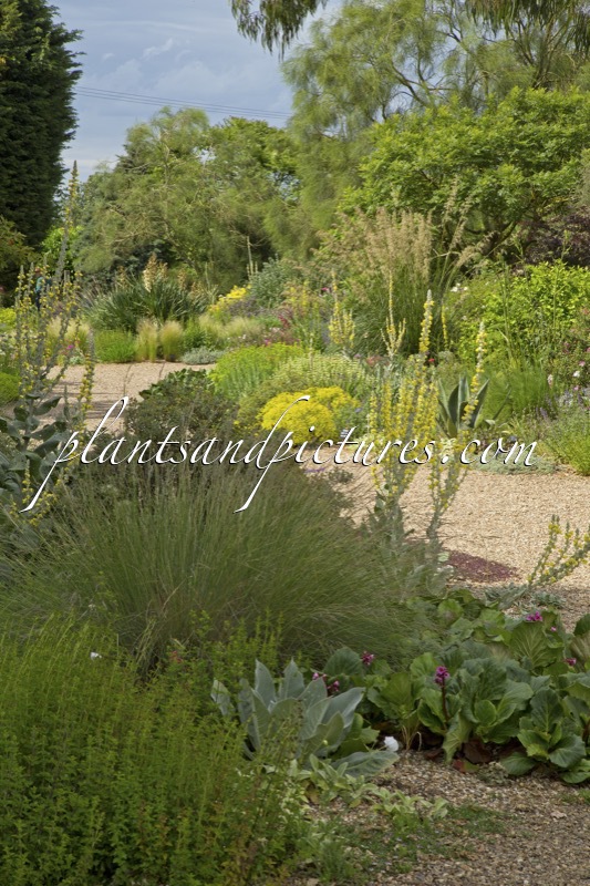 Beth Chatto Gardens