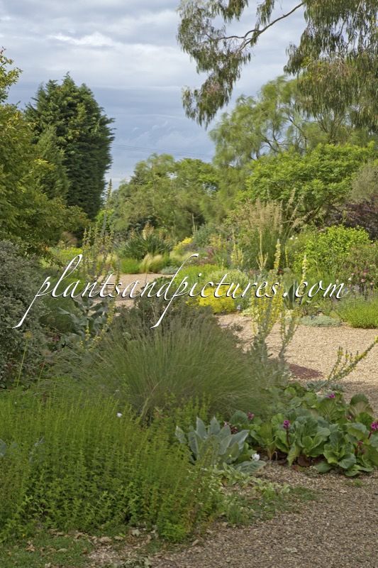 Beth Chatto Gardens