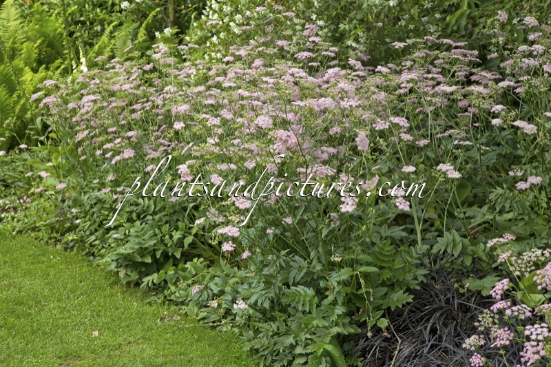 Pimpinella major ‘Rosea’