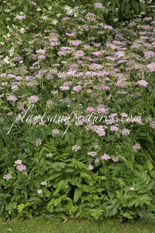 Pimpinella major ‘Rosea’