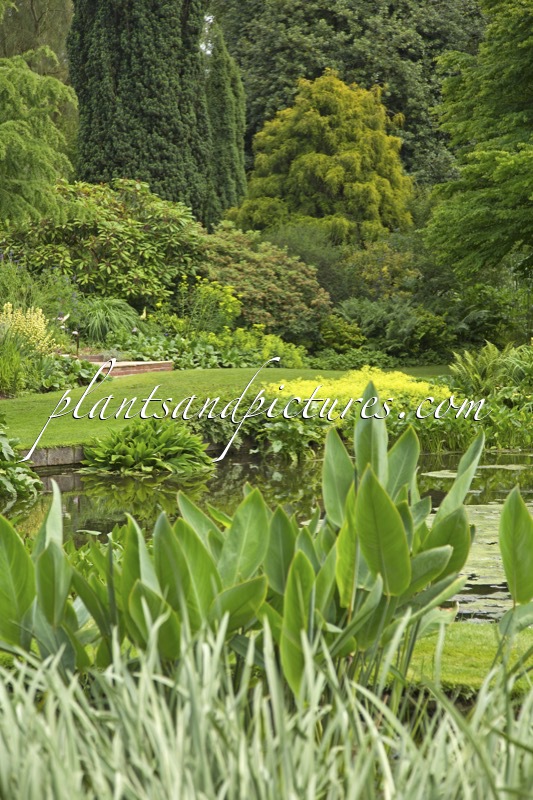 Beth Chatto Gardens