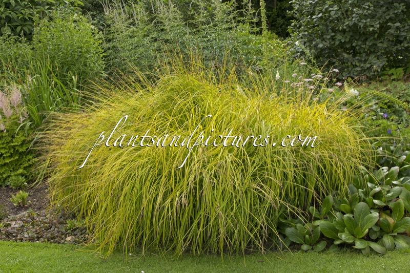 Carex elata ‘Aurea’