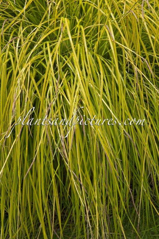 Carex elata ‘Aurea’