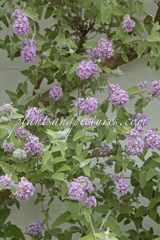 Buddleja crispa