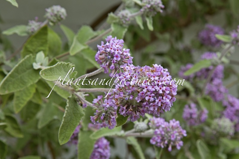 Buddleja crispa