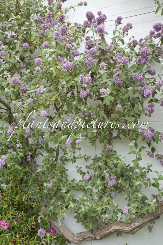 Buddleja crispa