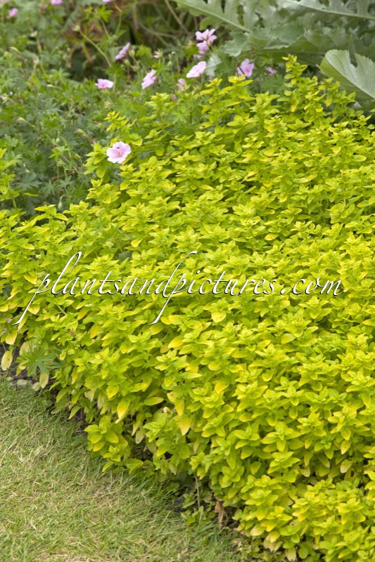 Origanum vulgare ‘Thumble’s Variety’