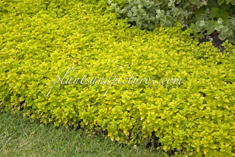 Origanum vulgare ‘Thumble’s Variety’